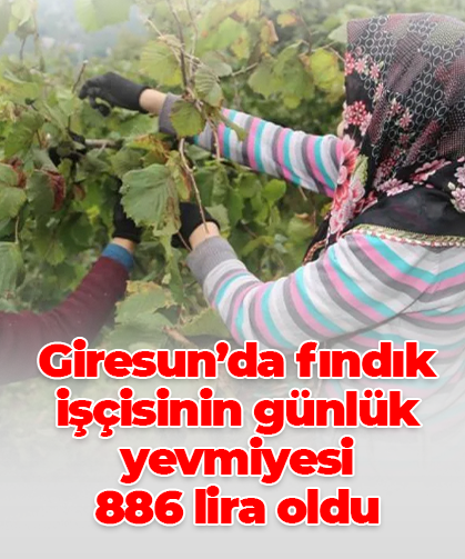 Giresun’da fındık işçisinin günlük yevmiyesi  886 lira oldu