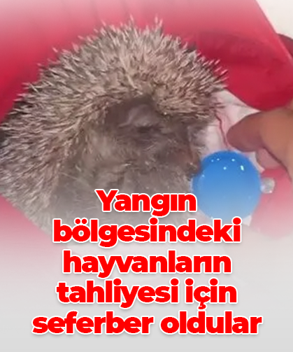 Yangın bölgesindeki hayvanların tahliyesi için seferber oldular