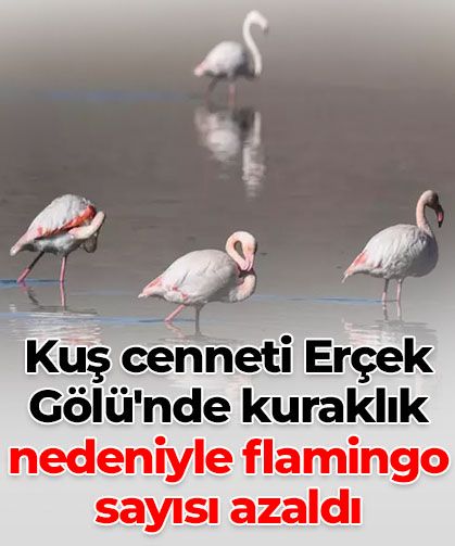 Kuş cenneti Erçek Gölü’nde kuraklık alarmı: Flamingo sayısı hızla düşüyor