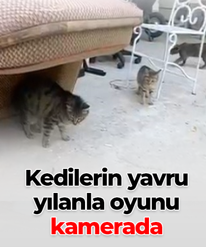 Kedilerin yavru yılanla oyunu kamerada