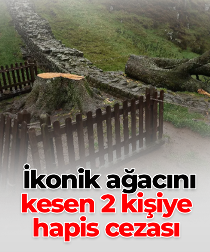 İkonik ağacını kesen 2 kişiye  hapis cezası