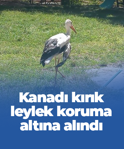 Kanadı kırık leylek kontrol altına alındı