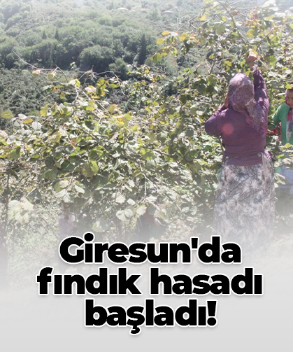 Giresun'da fındık hasadı başladı!