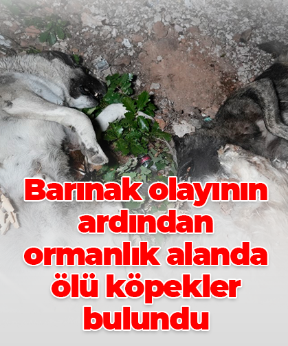Barınak olayının ardından ormanlık alanda ölü köpekler bulundu