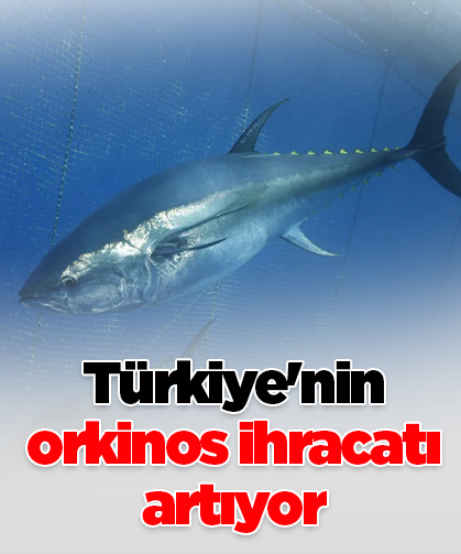 Türkiye'nin  orkinos ihracatı artıyor