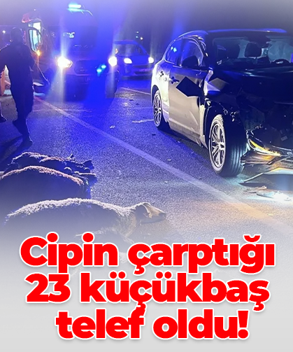 Cipin çarptığı  23 küçükbaş  telef oldu!