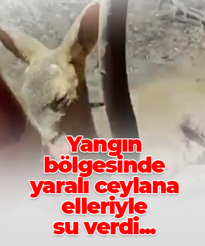 Yangın bölgesinde yaralı ceylana elleriyle su verdi...