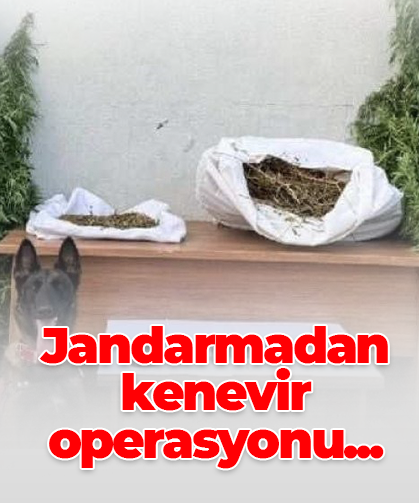 Jandarmadan kenevir operasyonu...