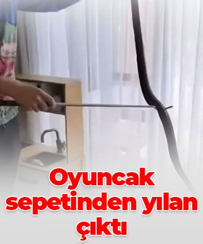 Avustralya’da oyuncak sepetinden zehirli yılan çıktı