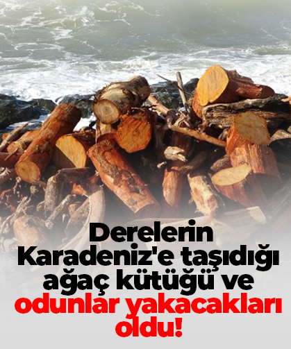 Derelerin Karadeniz'e taşıdığı ağaç kütüğü ve odunlar Rizeliler'in kışlık yakacağı oldu