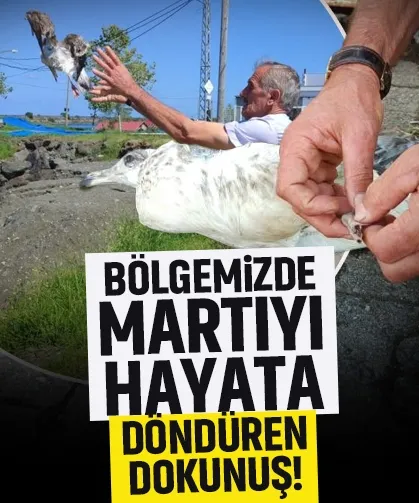 Martının hayatını kurtaran dokunuş