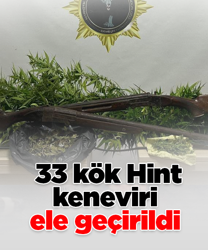 33 kök Hint keneviri  ele geçirildi