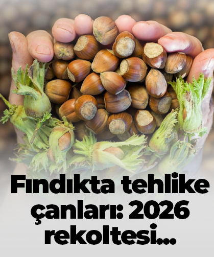 Fındıkta tehlike çanları: 2026 rekoltesi...