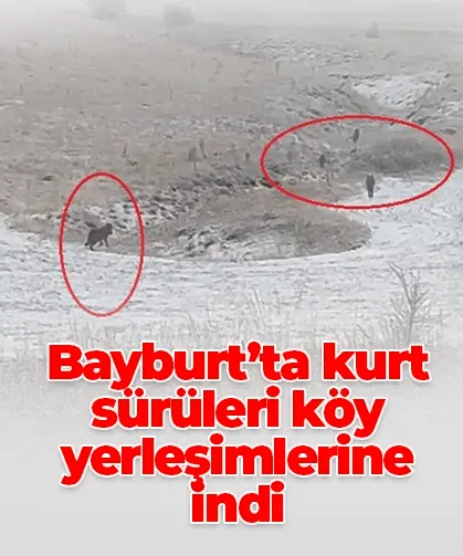 Bayburt’ta kurt sürüleri köy yerleşimlerine indi