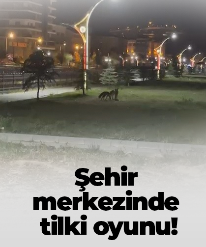 Şehir merkezinde tilki oyunu!