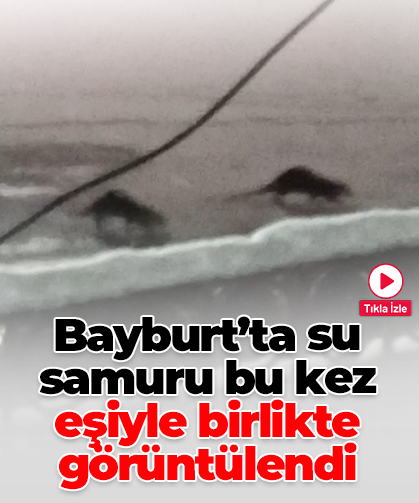 Bayburt’ta su samuru bu kez eşiyle birlikte görüntülendi