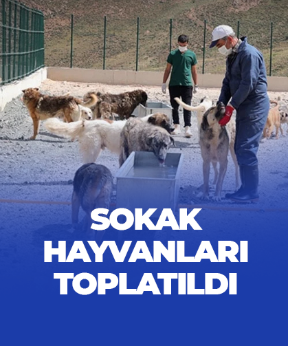 Sokak hayvanları toplatıldı