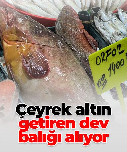 Çeyrek altın getiren dev balığı alıyor: Nadir orfoz Sivas’ta tezgaha çıktı