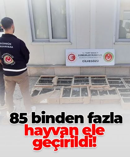 Bakanlık devreye girdi: 85 binden fazla hayvan ele geçirildi