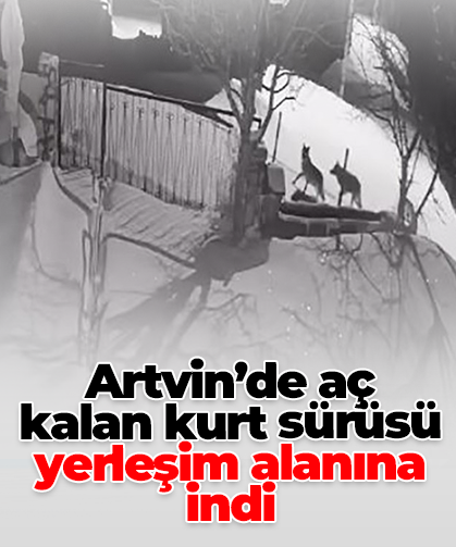 Artvin’de aç kalan kurt sürüsü yerleşim alanına indi