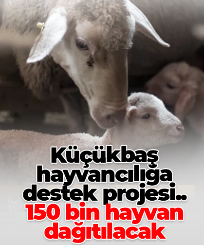 Küçükbaş hayvancılığa destek projesi.. 150 bin hayvan dağıtılacak