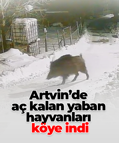 Artvin’de  aç kalan yaban hayvanları  köye indi