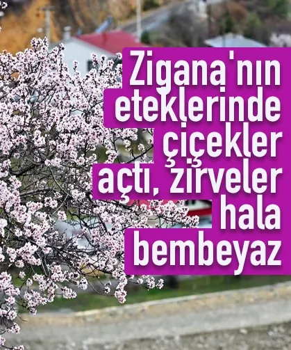 Zigana'nın eteklerinde çiçekler açtı, zirveler hala bembeyaz
