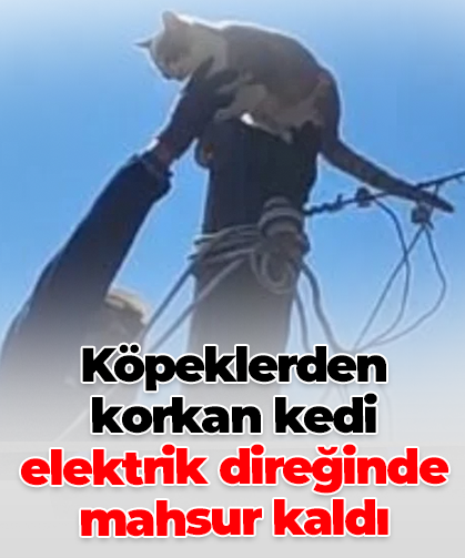 Köpeklerden korkan kedi elektrik direğinde mahsur kaldı