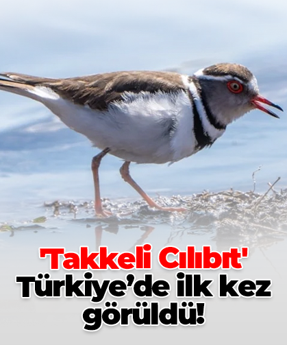'Takkeli Cılıbıt' Türkiye’de ilk kez görüldü!