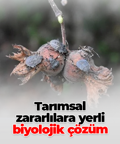 Tarımsal zararlılara yerli biyolojik çözüm
