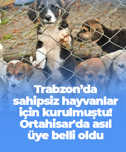 Trabzon’da sahipsiz hayvanlar için kurulmuştu! Ortahisar'da asıl üye belli oldu
