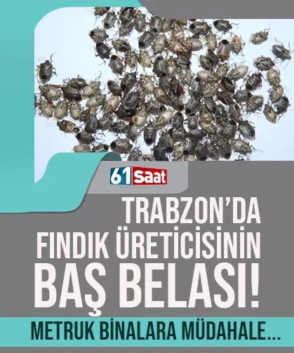 Fındık üreticisinin baş belası... Trabzon'da metruk binalara müdahale!