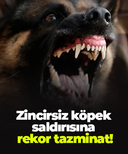 Zincirsiz köpek saldırısına  rekor tazminat!