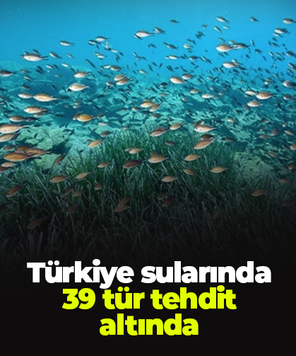 Türkiye sularında 39 tür tehdit altında