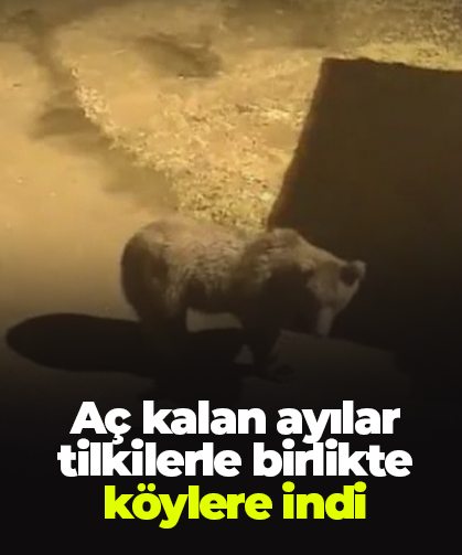 Artvin’de aç kalan ayılar, tilkilerle birlikte köylere indi