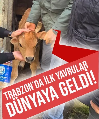 Trabzon'da ilk yavrular dünyaya geldi...
