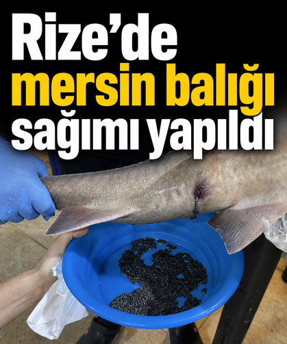 Rize'de mersin balığı sağımı yapıldı
