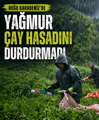 Doğu Karadeniz'de yağmur çay hasadını durdurmadı