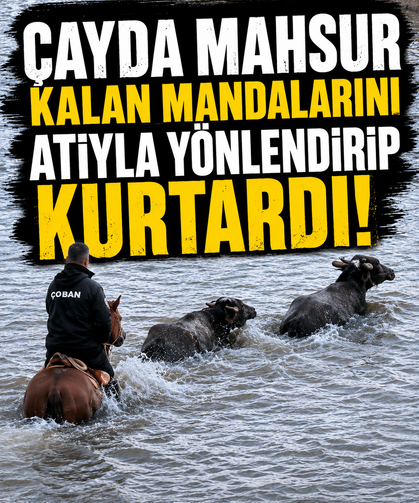 Çayda mahsur kalan mandalarını atıyla yönlendirip kurtardı