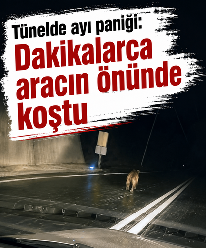 Tünelde ayı paniği: Dakikalarca aracın önünde koştu