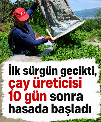 İlk sürgün gecikti, çay üreticisi 10 gün sonra hasada başladı
