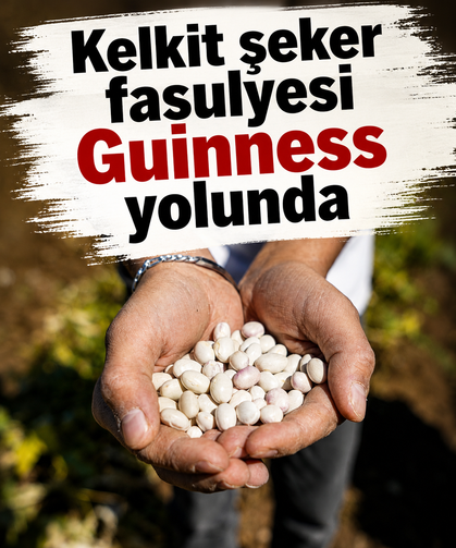 Kelkit şeker fasulyesi Guinness yolunda