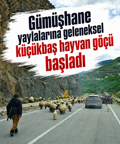 Gümüşhane yaylalarına geleneksel küçükbaş hayvan göçü başladı