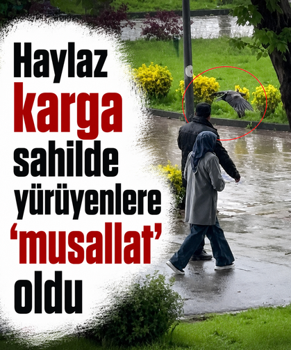Haylaz karga sahilde yürüyenlere "musallat" oldu