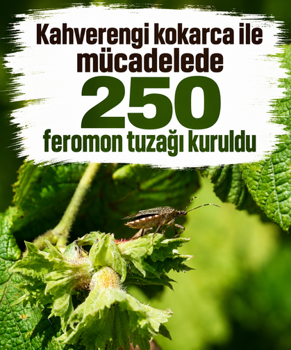 Kahverengi kokarca ile mücadelede 250 feromon tuzağı kuruldu