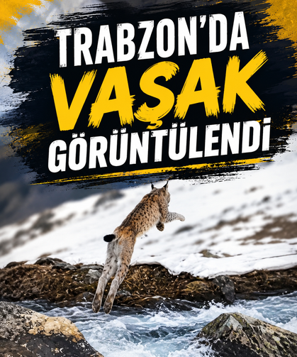 Trabzon'da vaşak görüntülendi