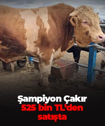 Şampiyon Çakır 525 bin TL’den satışta