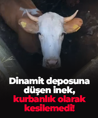 Dinamit deposuna düşen inek, kurbanlık olarak kesilemedi!