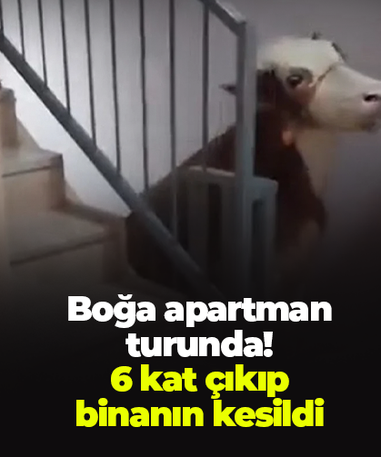 Boğa apartman turunda!  6 kat çıkıp  binanın kesildi