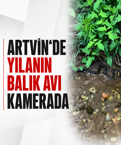 Artvin’de yılanın balık avı kamerada